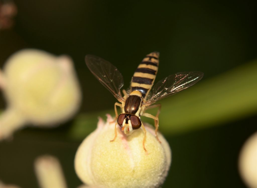 Syrphidae: Sphaerophoria scripta, femmina